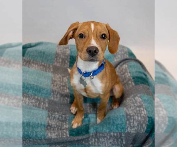 Medium Photo #5 Beagle-Unknown Mix Puppy For Sale in Kennesaw, GA, USA