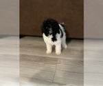 Small Photo #6 Poodle (Standard) Puppy For Sale in LEESBURG, GA, USA
