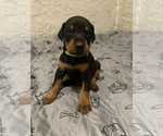 Puppy Light Blue Doberman Pinscher