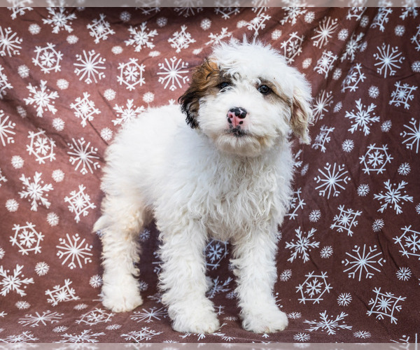 Medium Photo #8 Saint Berdoodle Puppy For Sale in WAKARUSA, IN, USA