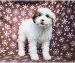Small Photo #8 Saint Berdoodle Puppy For Sale in WAKARUSA, IN, USA