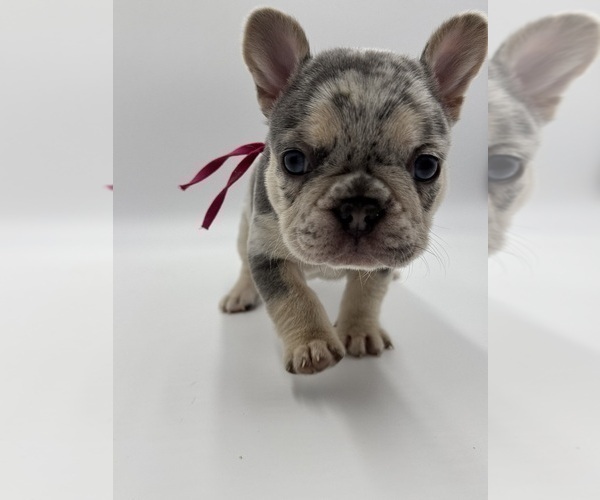 Medium Photo #2 French Bulldog Puppy For Sale in PLEASANTON, CA, USA