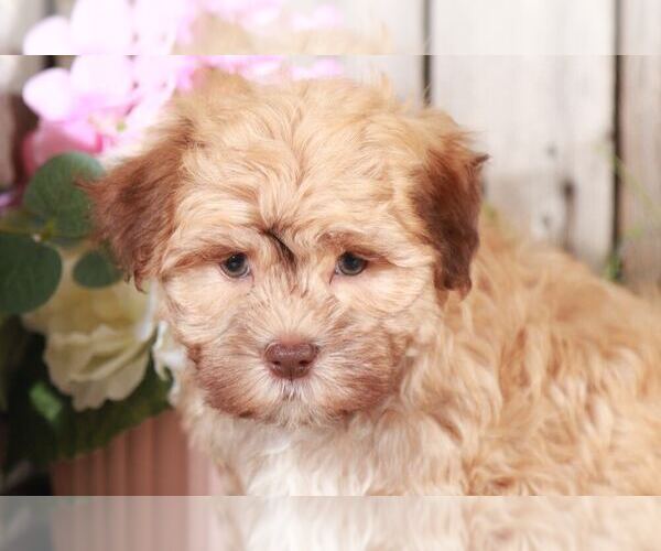 Medium Photo #2 Havanese Puppy For Sale in MOUNT VERNON, OH, USA