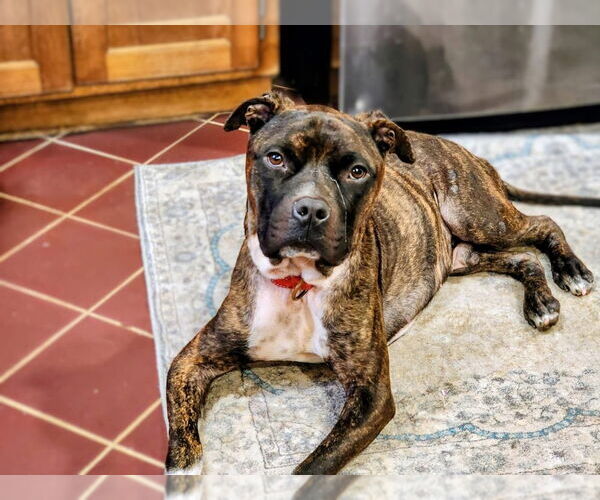 Medium Photo #1 Mutt Puppy For Sale in Mooresville, NC, USA