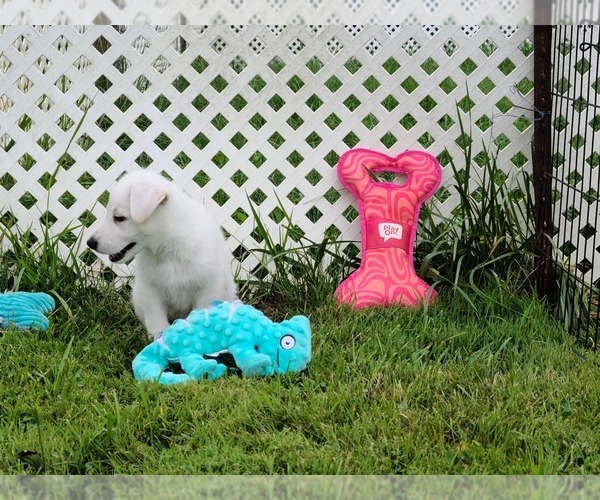 Medium Photo #57 German Shepherd Dog Puppy For Sale in CECILIA, KY, USA