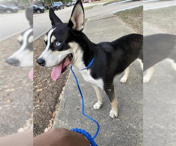 Medium Photo #1 Siberian Husky Puppy For Sale in Houston, TX, USA