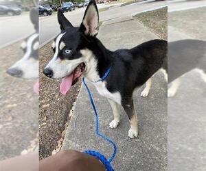 Siberian Husky Dogs for adoption in Houston, TX, USA