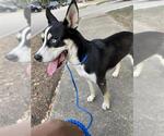 A662696 - Male Siberian Husky Dog for Adoption - Small photo