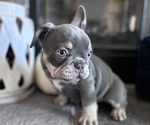Puppy Jack French Bulldog