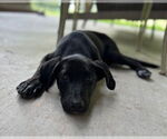 Small #1 Labrador Retriever Mix
