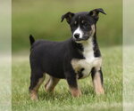 Small #2 Australian Shepherd Mix
