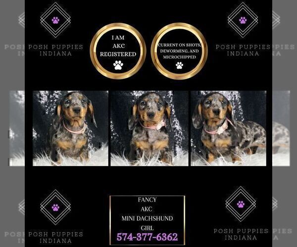 Medium Photo #4 Dachshund Puppy For Sale in WARSAW, IN, USA