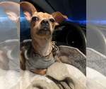 Small Photo #5 Chug Puppy For Sale in Visalia, CA, USA
