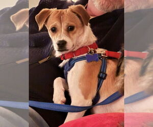 Chihuahua-Unknown Mix Dogs for adoption in Mundelein, IL, USA