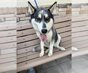 Siberian Husky Dogs for adoption in Pasadena, TX, USA