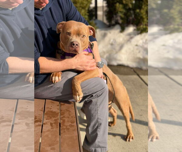 Medium Photo #3 American Staffordshire Terrier-Unknown Mix Puppy For Sale in Westwood, NJ, USA