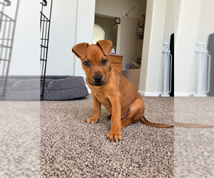 Mutt Dogs for adoption in Lakewood, CO, USA