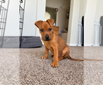 Koa - Male Mutt Dog for Adoption - Small photo