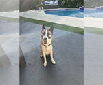 Small #2 Akita-Huskies  Mix