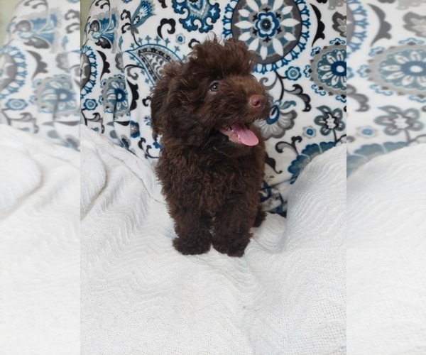 Medium Photo #2 YorkiePoo Puppy For Sale in ELKTON, KY, USA