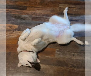 ZCL-D-Ghost - Female Gerberian Shepsky Dog for Adoption - Photo #3