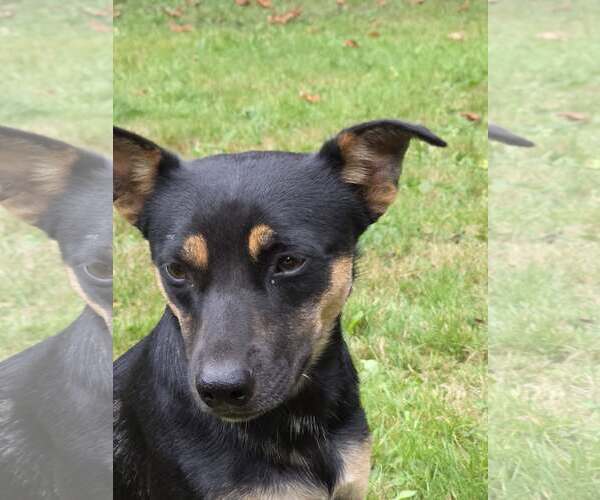 Medium Photo #6 Dorgi Puppy For Sale in Arlington, WA, USA