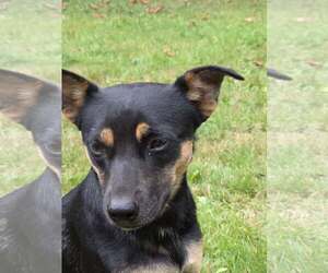 Cody a Daschshund-Corgi mix male - Male Dorgi Dog for Adoption - Photo #6
