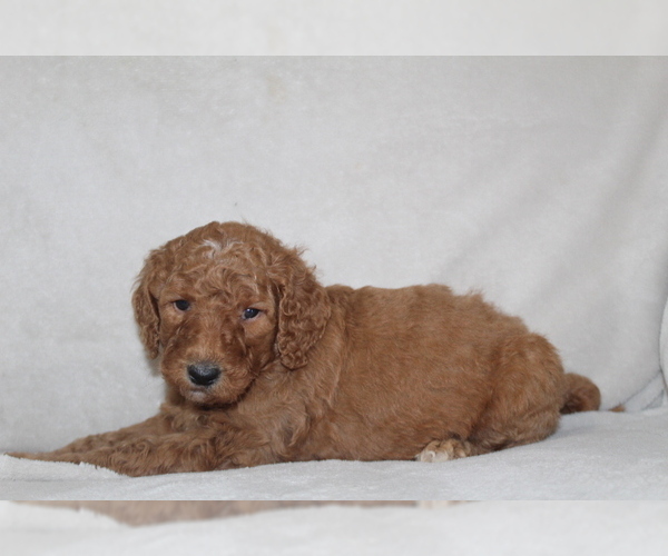 Medium Photo #2 Goldendoodle Puppy For Sale in FRESNO, OH, USA