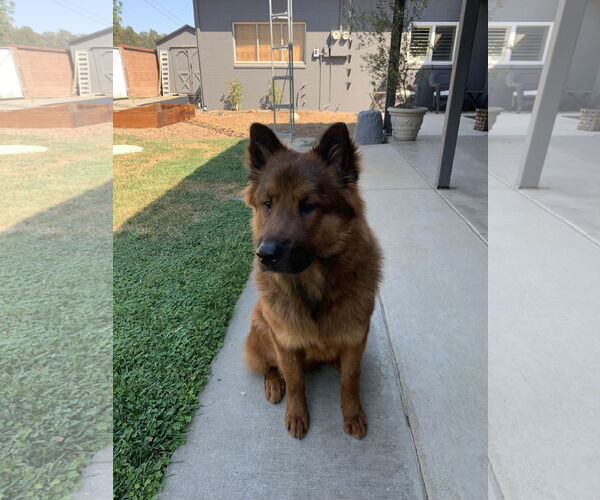 Medium Photo #1 Chow Chow-Unknown Mix Puppy For Sale in Woodland, CA, USA