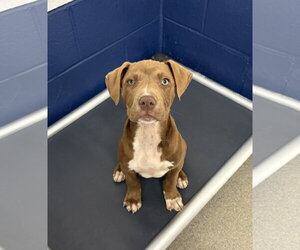 Mutt Dogs for adoption in Sterling, MA, USA