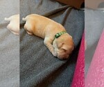 Small Photo #5 Labrador Retriever Puppy For Sale in CHINO HILLS, CA, USA