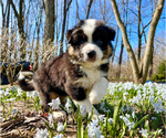 Small Photo #2 Australian Shepherd Puppy For Sale in AKRON, OH, USA