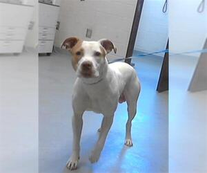 American Bulldog-Unknown Mix Dogs for adoption in Fayetteville, NC, USA