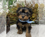 Small #5 Shorkie Tzu