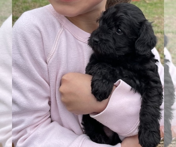 Medium Photo #4 Poodle (Toy)-Schnauzer (Miniature) Mix Puppy For Sale in OOLTEWAH, TN, USA