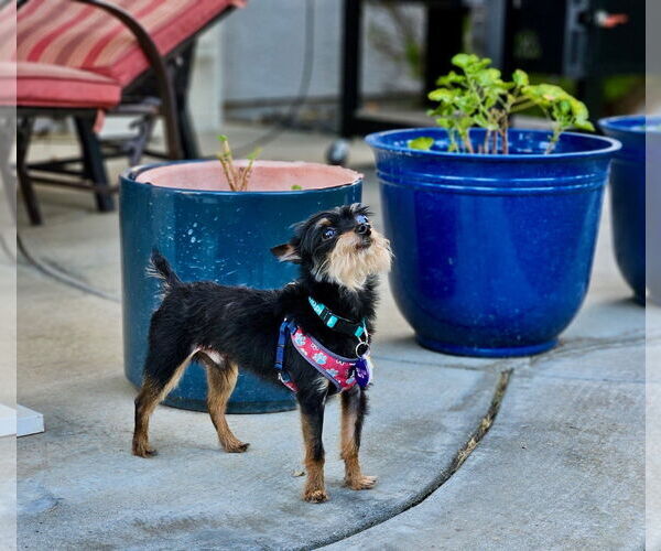 Medium Photo #2 Affenpinscher-Unknown Mix Puppy For Sale in Pittsburg, CA, USA