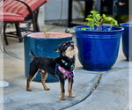 Small #1 Affenpinscher Mix