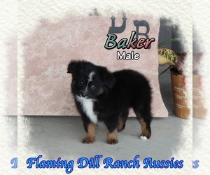 Miniature Australian Shepherd Puppy for sale in FORESTBURG, TX, USA