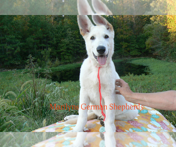 Medium Photo #1 German Shepherd Dog Puppy For Sale in PIEDMONT, MO, USA