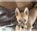 Small #83 Pomsky