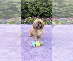 Small #4 Shih Tzu