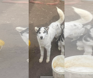 SASHA 2 (COURTESY POST) - Female Siberian Husky-Unknown Mix Dog for Adoption - Photo #2