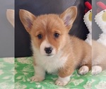 Small #28 Pembroke Welsh Corgi