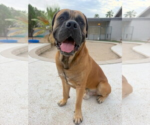 Bruce 2 - Female Mastiff Dog for Adoption - Photo #2
