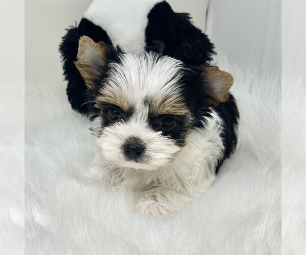 Medium Photo #21 Maltipoo Puppy For Sale in THONOTOSASSA, FL, USA