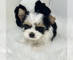 Small #20 Maltipoo