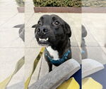 Small #5 Labrador Retriever Mix