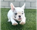 Small Photo #2 French Bulldog Puppy For Sale in PORTOLA VALLEY, CA, USA