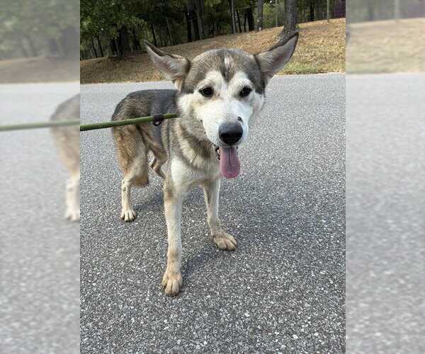 Medium Photo #1 Siberian Husky Puppy For Sale in Oklahoma City, OK, USA