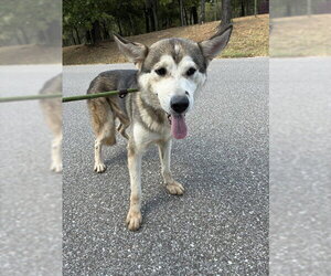 Siberian Husky Dogs for adoption in Oklahoma City, OK, USA